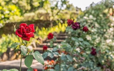 Torre Alcina: Garden