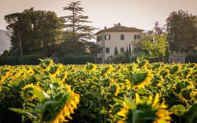 Tenuta Girifalco: Sunflowers all around the Villa