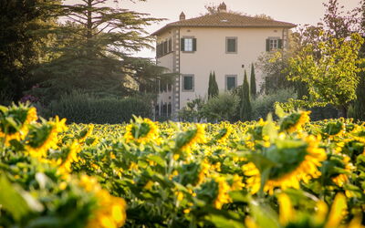 Tenuta Girifalco: Sunflowers around the Villa