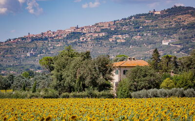 Tenuta Girifalco: Sunflowers around the Villa and the view on Cortona