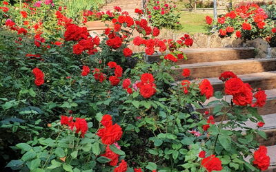 Palazzo Salieri- Weddings and