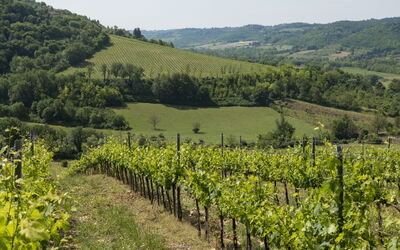 Villa Vistosa: Garden, Outdoor, Scenic View