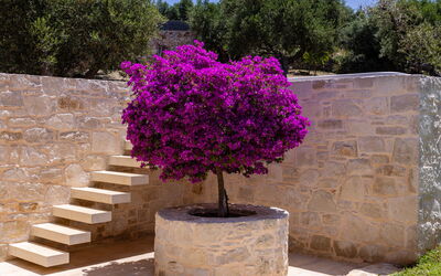 Villa Bluewhite: all'aperto, Giardino