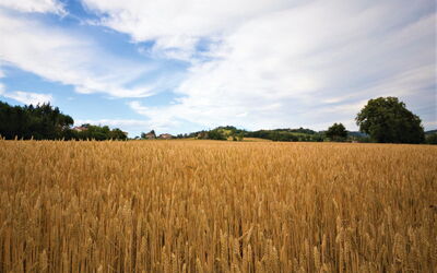 Villa Gigi: Buitenshuis, Keer bekeken
