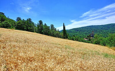 Villa Picchio: Extérieur, Jardin