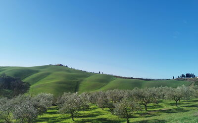 Villa Taylor: all'aperto, Giardino, Vista Panoramica