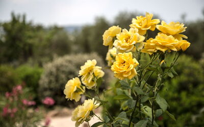 Villa Chiugi: Extérieur