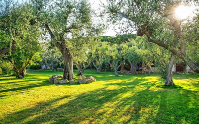 Villa Capalbio: Giardino