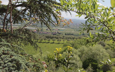 Villa Pedone: Buitenshuis, Keer bekeken