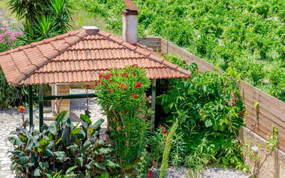 Villa Safira: Buitenkanten, Tuin