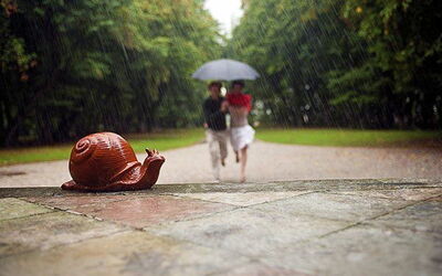 Villa Veneta: Garden, Outdoor