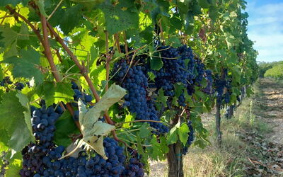 La Corte del Mangia: Summer