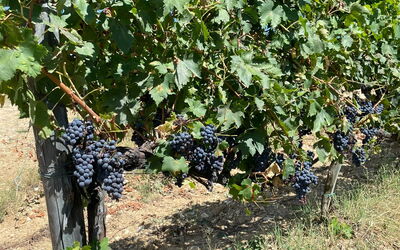 La Corte del Mangia: Activities