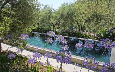 Lavanda: Garden, Pool