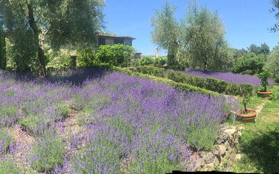 Lavanda: Building Exterior, Garden