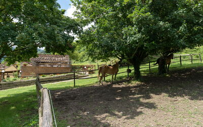 Locanda di Alberi without Kitchen: Animals, Building Exterior, Outdoor