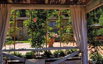 Pulsatilla: Balcony / Terrace / Patio, Garden