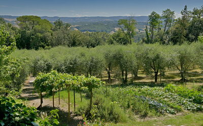 Torre di Montelopio: Giardino, Vista Panoramica