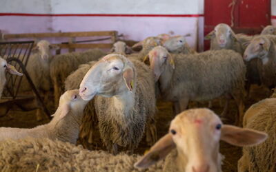 Casale della Torre: Animaux