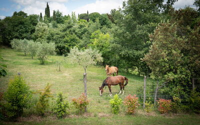 Vineyard'S Cottage with Pool, Ac, Wifi - Siena: Automne, Été, Jardin, Printemps