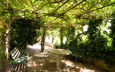 Villa delle Palme: Giardino