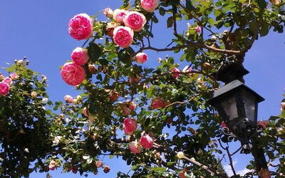 Villa Gaville: Jardin