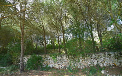 Il Trullo di Pasquale