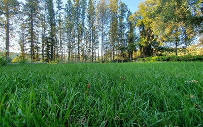 Luxury Villa Basilio Chianti: Automne, Été, Jardin, Printemps