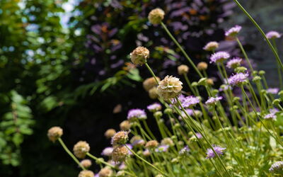 Terra Quercus: Jardin