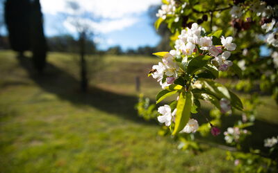 Terra Quercus: Jardin