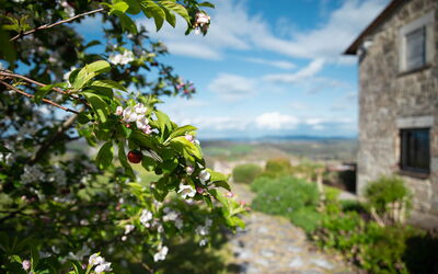 Terra Quercus: Jardin