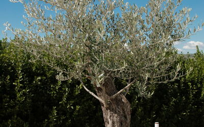 Villa Mariarosaria - Dimora Esclusiva con Piscina