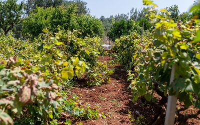 Lacorte di Ninetta