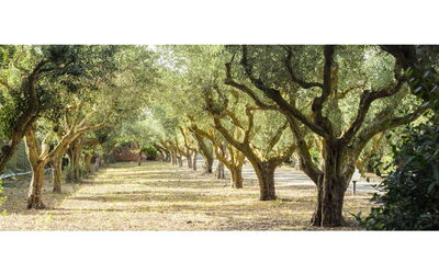 Scent Sicilian Sun Heaven
