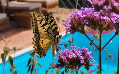 Villa Renè: Primavera