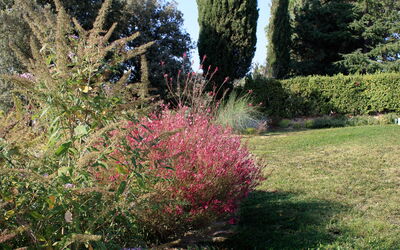 Il Rosino Alto: Giardino