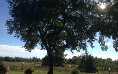 Villa Betulla: Extérieur, Vues