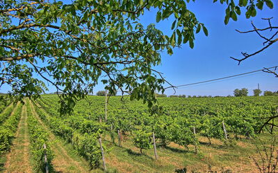 Colibrì: Scenic View