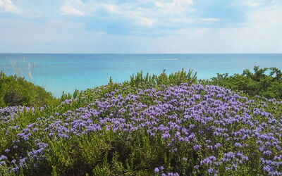 Villa Ovo: Buitenshuis