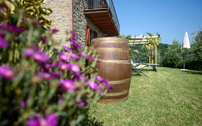Villa Agilla: Garden and outdoor view